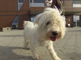 Achilles (12) ist sehr freundlich und verschmust. Misshandelter Hund Neues Zuhause Fur Buddy Wien Orf At