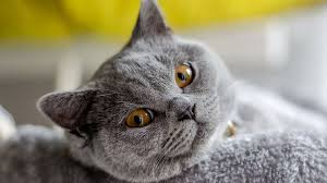 ‪15 Most Popular Cat Breeds Among Pet Parents | HowStuffWorks‬‏