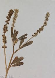 Image result for Melilotus indicus