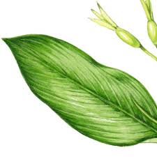 Image result for Maranta arundinacea