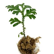 Image result for Selaginella congoensis