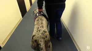 Explanations on specialized skills training. Dogs Provide Balance For Owners Youtube