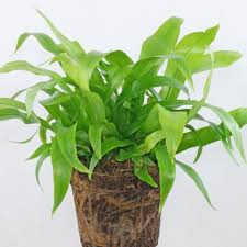 Image result for Asplenium inaequilaterale