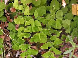 Image result for Adiantum capillus-veneris