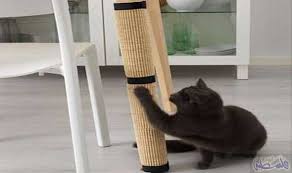 إيكيا ت علن عن تشكيلة جديدة للحيوانات الأليفة في المنزل فلسطين اليوم