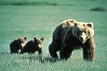 Grizzly Bear Wikipedia