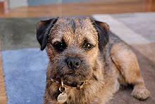 Border Terrier Wikipedia Only the biggest of biggest nylabones would do for a border terrier. border terrier wikipedia