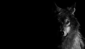 Maybe you would like to learn more about one of these? Wolf Wallpaper 1920x1080 Posted By Zoey Anderson