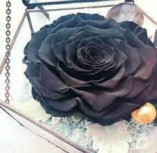 Black roses are incredibly rare and although they appear black they are actually a flowersgardenlove: Handmade Gifts Creative Design Dried Natural Bulk Decorative Artificial Flowers Fresh Black Roses In Delhi