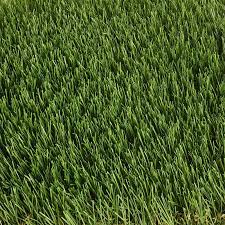 Caparo Artificial Grass Bermuda Grass Artificial Grass Green Grass Background