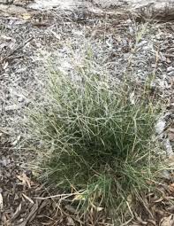 Image result for Wahlenbergia paludicola