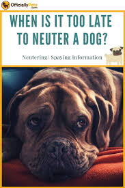 Dog spaying and neutering canine health. When Is It Too Late To Neuter A Dog Neutering Spaying Information Neutering Your Dog Is Extremely Important But When Is It T Dog In Heat Dogs Cheap Pets