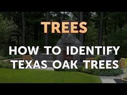 You just need to know what to look out for. How To Identify Texas Oak Trees Youtube