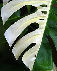 Monstera Deliciosa Albina Variegated Plants Plants Rare Plants