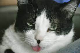 Cara menggambar kucing cara menggambar kaki kucing kumpulan gambar kucing 1.3 sketsa gambar kucing sederhana. Kucing Jelirkan Lidah Ketahui Punca Tingkahlaku Ini The Mamamiaow