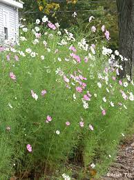 Cosmos Bipinnatus Garden Cosmos Go Botany