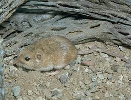 Dark Kangaroo Mouse Life Expectancy