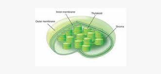 Plant cell organelles found in. Chloroplasts Are Organelles Found In Plant Cells And Chloroplast Structure Transparent Png 480x558 Free Download On Nicepng