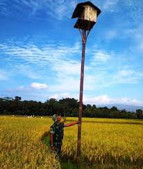 Gratis untuk komersial tidak perlu kredit bebas hak cipta. Berantas Hama Tanaman Padi Di Brebes Gunakan Burung Hantu