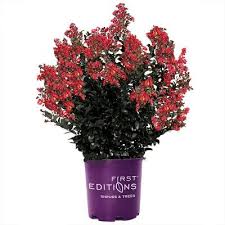 When do flowering trees bloom? Flowering Trees Outdoor Plants The Home Depot