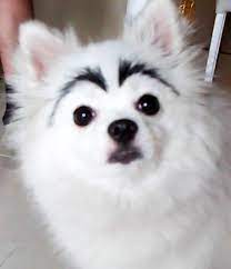 dog with eyebrows brovi