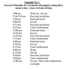 Not only will it help you keep on track with how much and how often they are eating, but it can even help avoid picky if you decide to use hard foods, be sure to soften the food with some water. 14 Canine Routines And Schedules Ideas Dog Training Obedience Puppy Training Dog Training