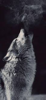 The background of this screen can be a single colour, multiple colours, or some other graphical representations. Wolf Aesthetic Wallpapers Top Free Wolf Aesthetic Backgrounds Wallpaperaccess