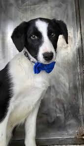 Adams County Pet Rescue