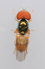 Image result for Microcharis