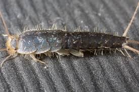 Sometimes their meals could be cardboard, and sometimes it could be old. Silverfish Infestations In Winter And How To Eliminate Silverfish