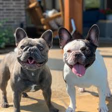 I hope you enjoy being part of our frenchie family. French Bulldogs In Mckinney Allen Frisco Plano Dallas And North Texas Kelfrey Frenchies