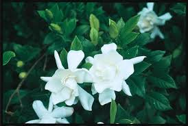Gardenias are ideal for containers or garden borders. 2 Quart White Frost Proof Gardenia Flowering Shrub In Pot Lw00231 In The Shrubs Department At Lowes Com