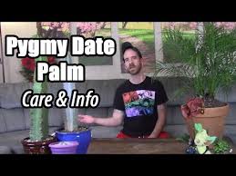 Like all plants, it requires a lot of care for proper growth and nutrition. Pygmy Date Palm Care Information Phoenix Roebelenii Youtube