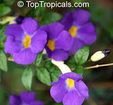 Pin On Flowers