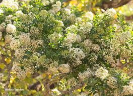 Image result for Nuxia congesta