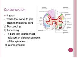 Ascending And Descending Tracts Of Spinal Cord