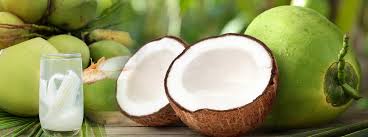 Image result for Cocos nucifera
