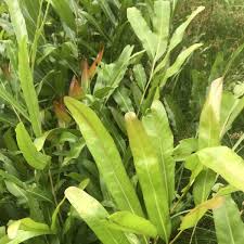 Image result for Acrostichum aureum