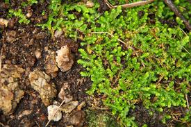 Image result for Selaginella mittenii