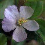 Image result for Heterotis decumbens