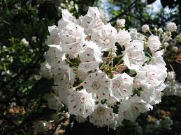 Butterflies like to bask in the sun, and it's no coincidence that the plants they use for nectar or as host plants also like. Native Plants For Conservation Restoration And Landscaping