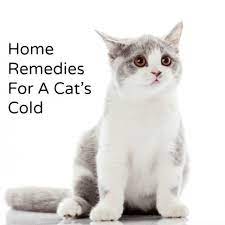 Home Remedy For A Cat S Cold Hillbilly Housewife Cathealthremedies Newbornkittencaremothers Cat Cold Cat Remedies Sick Cat