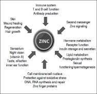 A review of the literature. The Role Of Zinc In Liver Cirrhosis Sciencedirect