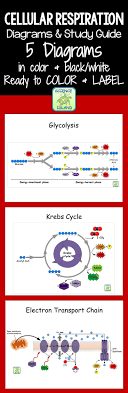5 Cellular Respiration Diagrams Are Included In 4 Different Formats For Coloring And Labeling Comes With A Teaching Biology Biology Lessons Biology Classroom
