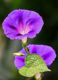 Pin By Ann Marie Williams On Morning Glory Morning Glory Flowers Beautiful Flowers Amazing Flowers