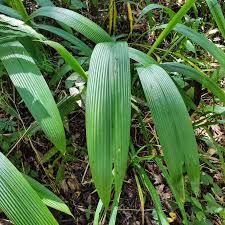 Image result for Curculigo pilosa