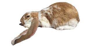 English Lop 101 Care Diet Guide Rabbitpedia Com