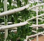 Hydroponics Greenhouse Manufacturer - INSONGREEN