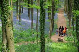 Het hallerbos is het belangrijkste en meest uitgestrekte bosgebied tussen zenne en zoniën. Hallerbos Info Bloei Hyacinten Wandelen Wandelkaart