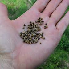 More images for how do you grow beets » How To Grow Beets From Seed To Harvest Hidden Springs Homestead